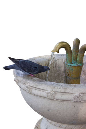 Pigeon drinking water from a fountain, isolated on whiteの写真素材