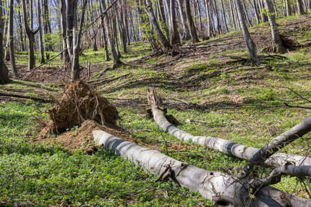 Fallen tree in the forest. Selective focus.の写真素材
