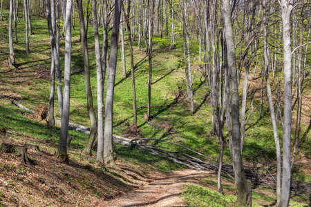 Fallen tree crosses the trail in the forest. Fallen tree blocking the dirt road. Selective focusの写真素材