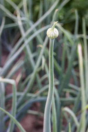 Onion flower bulb in the garden. Blooming onion flower. Selective focus and shallow dof.の写真素材