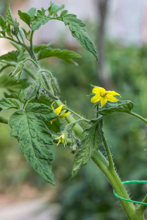 Close of tomato flower in a garden. Selective focus and shallow dof.の写真素材