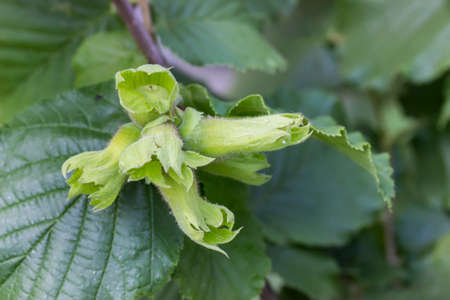 Close of green hazelnut growing on the tree in the garden. Selective focus and shallow dof.の写真素材