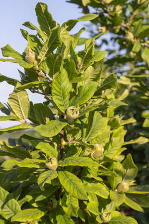 Tree with green medlars. Selective focus and shallow dof.の写真素材