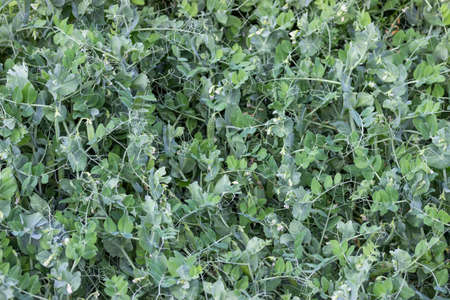 Peas growing in the garden background. Selective focus and shallow dof.の写真素材