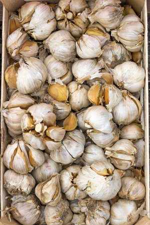 Big garlic heads background for sale at a street marketの写真素材