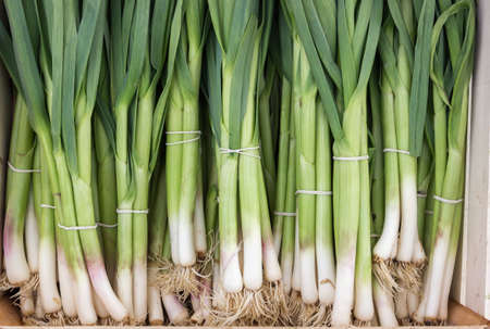 bunch of young spring onions, young green garlic leaves for sale at a street marketの写真素材