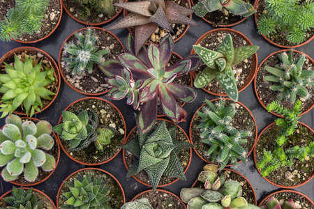 garden flower seedlings in small plastic pots at horticulture showの写真素材