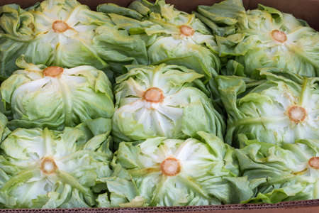 green lettuce heads for sale at a street marketの写真素材