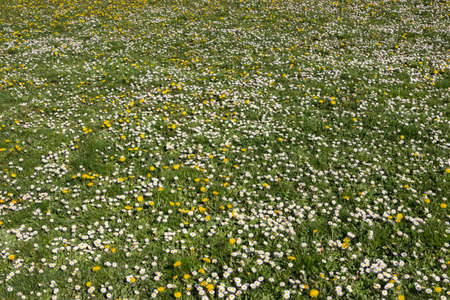 Meadow with dandelions and daisies, Bellis perennis and Taraxacum officinale background. Selective focus.の写真素材