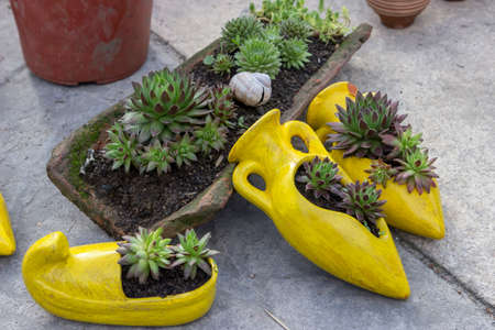Sempervivum tectorum in a old clay roofing tile and clay pots at horticulture show. Selective focus.の写真素材