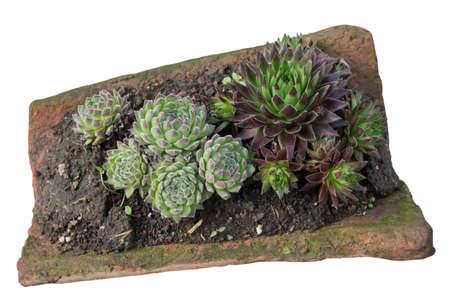 Sempervivum tectorum in a old clay roofing tile. Housekeep isolated on a white. Selective focus.の写真素材