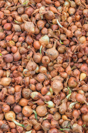 Small seed onions background, bulb onions for sale at a street market. selective focus.の写真素材