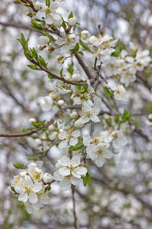 Tree brunch with  plum flowers in spring time. Spring blossoms background. Selective focus and shallow dof.の写真素材