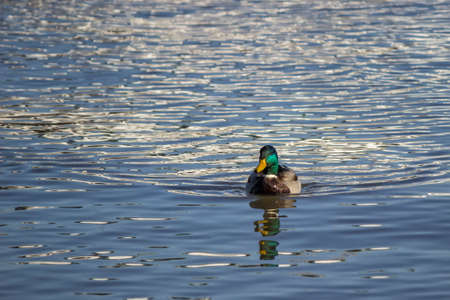 Mallard male duck is swimming in the river.の写真素材