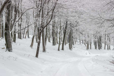 Snowy road between snow covered trees. Forest road in winter.の写真素材