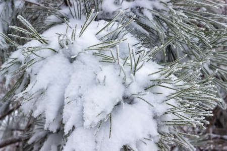 Pine branches covered with snow. Branch in fresh snow background. Selective focus.の写真素材