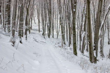 Snowy road between snow covered trees. Forest road in winter.の写真素材