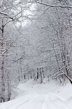 Winding mountain road snow covered in the forest. Road in snow.の写真素材