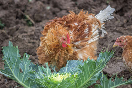 hungry chickens eat cabbage in the gardenの写真素材