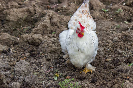 Hen scratching in the garden, digging and scratching for food. Focus on hen head.の写真素材