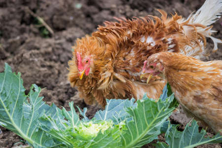 hungry chickens eat cabbage in the gardenの写真素材