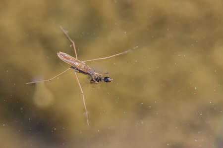 water strider on a water surface eating an ant. Water strider with prey. Focus on eyes of water strider.の写真素材