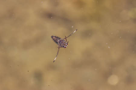 water backswimmer under a water surface. Water boatman swim right-side up,  back swimmers swim upside down.の写真素材