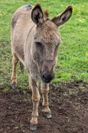 Domestic donkey at the farm. Donkey in a field. Focus on donkey head.