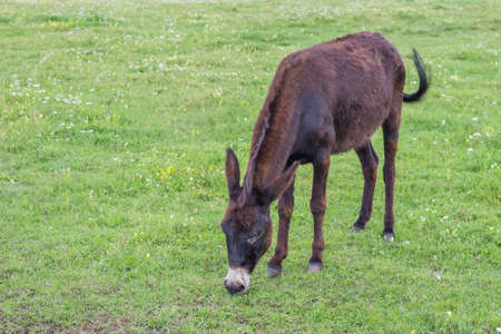 Domestic donkey in a field. Donkey at the farm.の写真素材