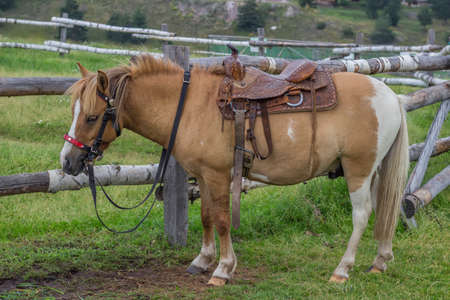 Horse with beautiful saddle. Saddled horses ready for riding, riding for tourists on Mount Zlatibor,...