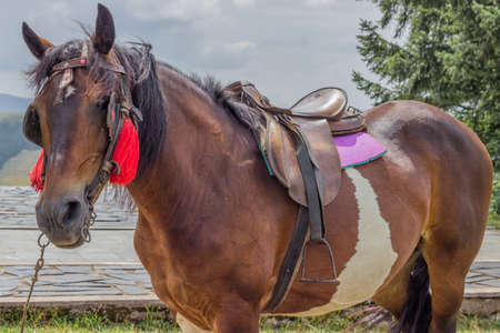 Saddled horses ready for riding, riding for tourists on Mount Zlatibor, Serbia.の写真素材