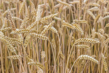 Close up of wheat in a field. Shallow depth of field.の写真素材