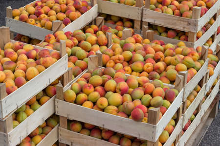 Farmers market organic apricots in a wooden crates.  At the farmers market local growers come and sell their freshly picked crops at reasonable prices. Selective focus.の写真素材
