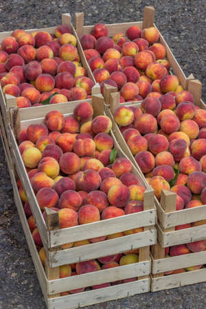 Farmers market peaches in a wooden crates. At the farmers market local growers come and sell their freshly picked crops at reasonable prices. Selective focus.の写真素材