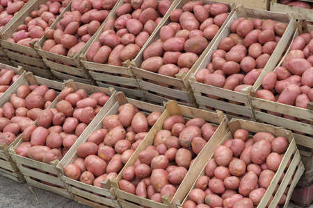 Farmers market potatoes in a wooden crates. At the farmers market local growers come and sell their freshly picked crops at reasonable prices. Selective focus.の写真素材