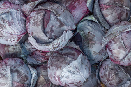 Farmers market red cabbage background. At the farmers market local growers come and sell their freshly picked crops at reasonable prices.の写真素材