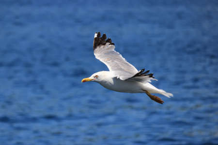 Seagull flying over the sea. Larus argentatus in flight. Selective focus and shallow dof.