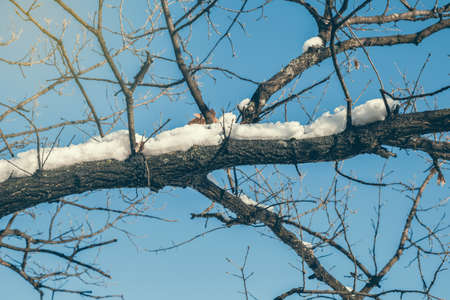 Branch covered with melted snow. Made with selective focus and vintage style.