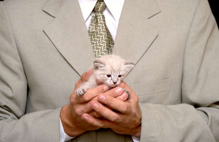 kittenの写真素材