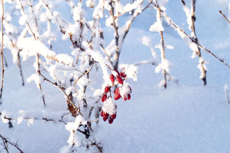 Winter barberryの写真素材