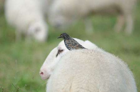 Starling sitting on a sheeps back