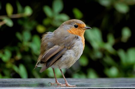 young little robin in front of a blurred green backgroundの写真素材