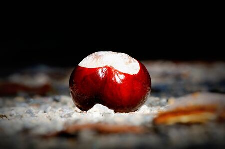 a chestnut on the ground illuminated by an autumn sunbeam in front of a blurred background