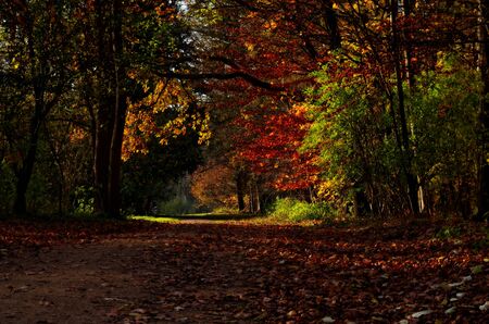 path through an autumn forest on a sunny dayの写真素材
