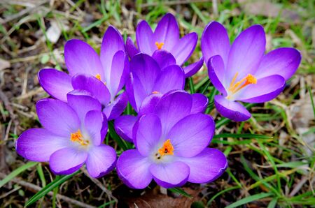 a group of purple crocuses in a meadow in spring