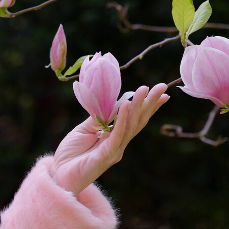 a hand holding a magnolia blossom against a blurred background in spring