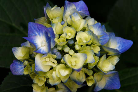 Hydrangea macrophylla, close-up of a blue yellow hortensia flower against a dark background