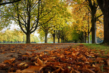 chestnut alley at decksteiner pond in cologne in autumnの写真素材