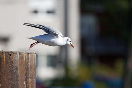 on to new shores - a seagull takes off from a wooden pole in the harbor