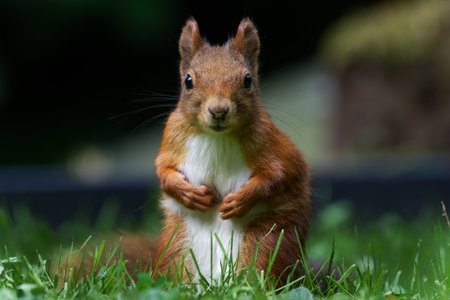 portrait of a squirrel on a meadow looking into the cameraの写真素材